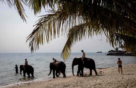 Elefantes en Tailandia.