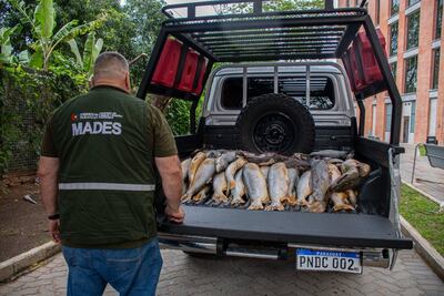 El Ministerio del Ambiente y Desarrollo Sostenible (Mades) incautó una importante cantidad de peces comercializados ilegalmente durante la veda.