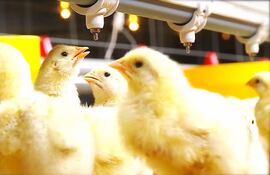 El sector avícola sigue creciendo pese a los desafíos que representan el contrabando de carne y huevo, además de todo el tema climático con calores extremos.