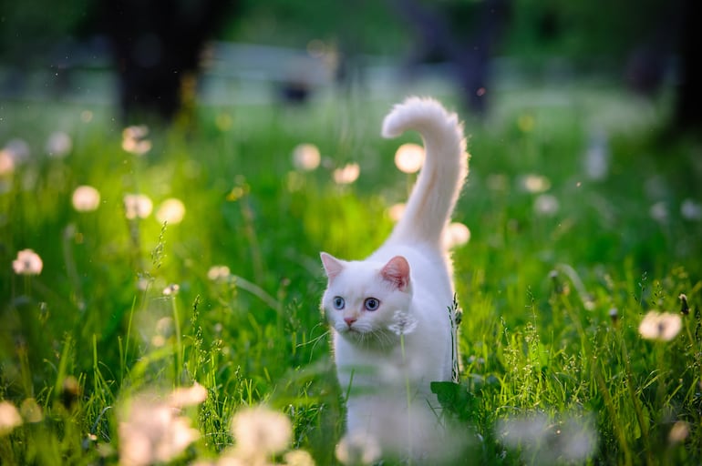 Gato con la cola levantada.