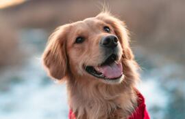 Es muy importante para mantener a los animales de compañía como un perro o un gato que ingieran una dieta equilibrada que satisfaga las necesidades energéticas y proporcione los nutrientes adecuados.