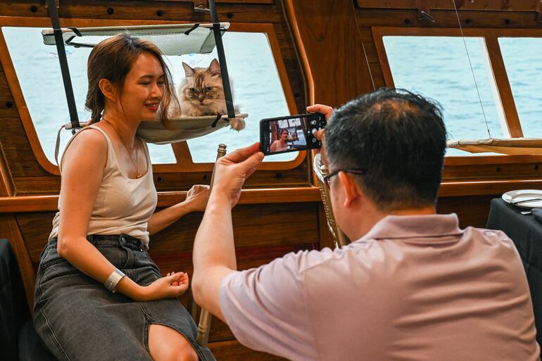Los gatitos viajan en el crucero bien sujetos. Deben estar vacunados y esterilizados para subir a la nave.
