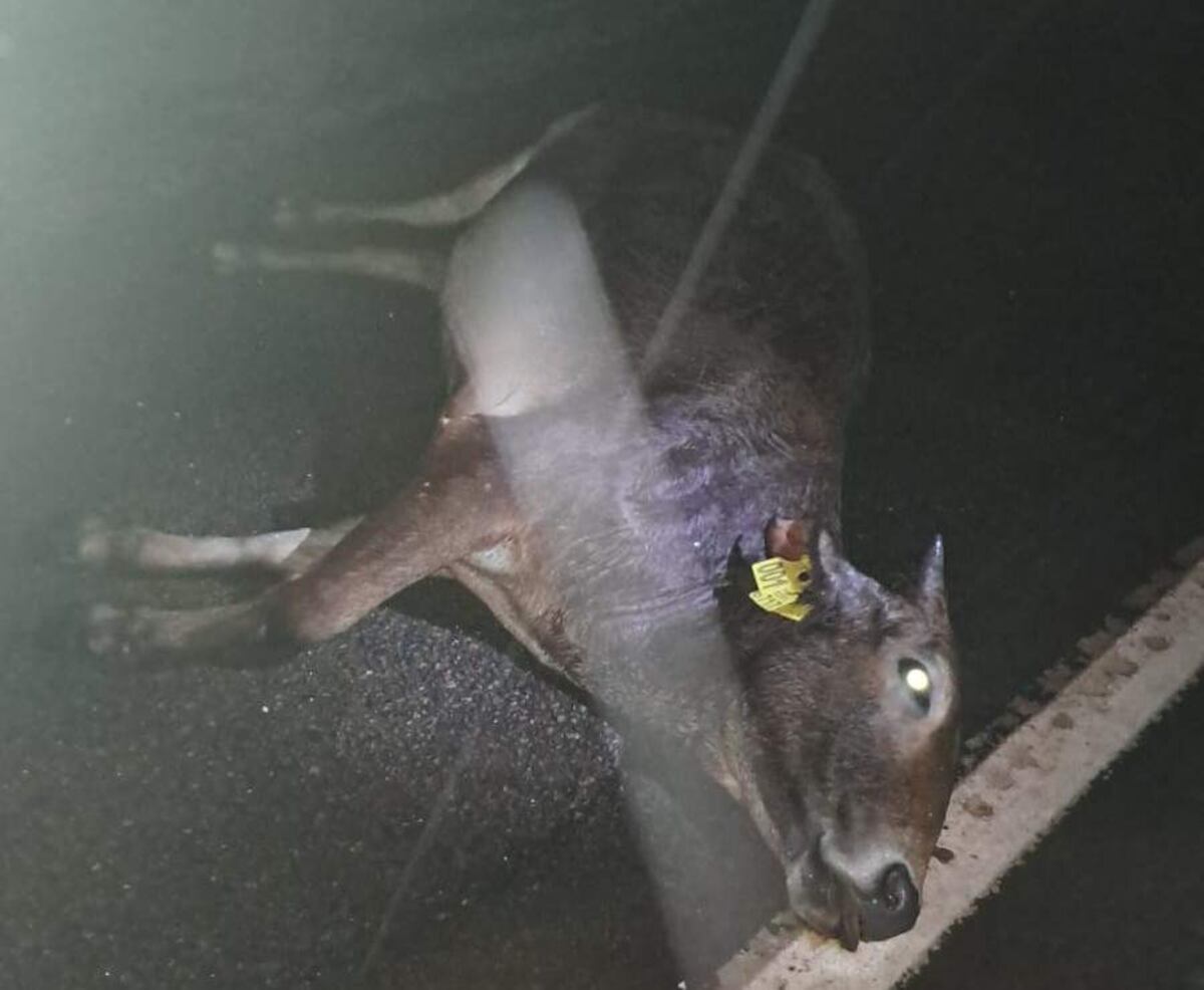 Bus de la Policía Nacional choca contra animales vacunos sueltos sobre la Ruta PY08