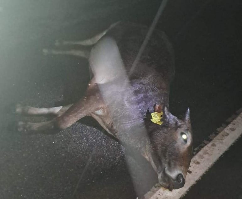 Animal vacuno tendido en el asfalto, con collar amarillo, en una carretera con baja visibilidad nocturna.
