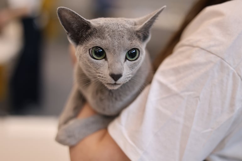 Gato azul ruso.