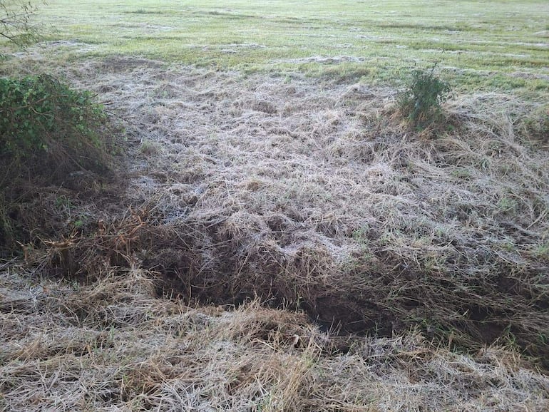 Terreno cubierto de hierba seca y escarcha en un campo deshabitado, con vegetación baja y un ambiente natural tranquilo.