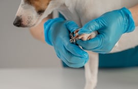 Corte de uñas en perros.