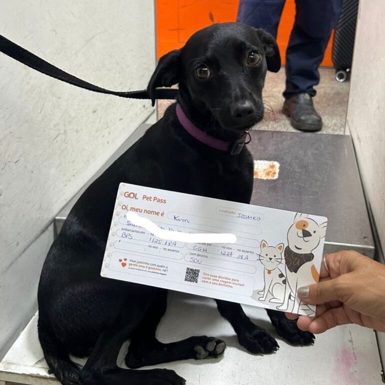 Un perro a bordo de un avión con su tutora se escapó del transportín, corrió por la pista y suspendió las operaciones del aeropuerto de Congonhas, en la ciudad brasileña de São Paulo