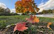 Trees with their leaves changing to the Autumnal colours are pictured in Berlin's Kreuzberg district on October 11, 2024. (Photo by David GANNON / AFP)