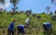 Los cultivadores de coca ancestrales indígenas fueron hostigados en beneficio de los cocaleros “evistas”, vinculados al narcotráfico.