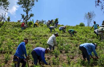 Los cultivadores de coca ancestrales indígenas fueron hostigados en beneficio de los cocaleros “evistas”, vinculados al narcotráfico.