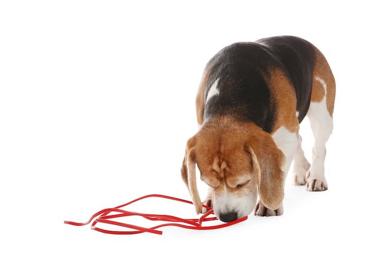 Perro de la raza beagle, conocido por ser terco.