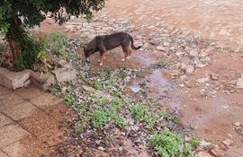 Caño roto sigue perdiendo agua