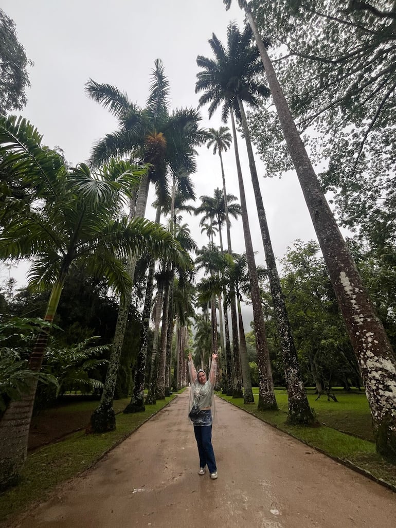 Paseo de palmeras reales en el Jardín Botánico de Río de Janeiro, Brasil.