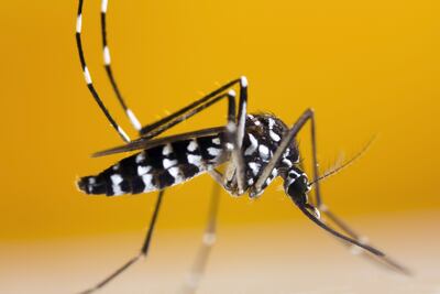 Mosquito tigre asitático (Aedes albopictus)