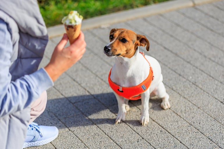 Perro observa a su dueño.