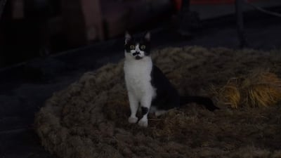 Gato blanco y negro en posición erguida sobre superficie oscura, observando su entorno en un ambiente cerrado.