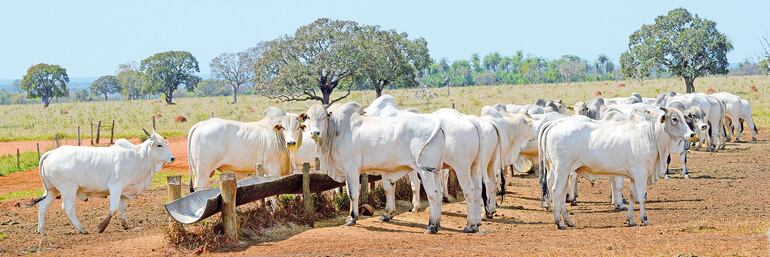 El valor premium de la 
carne marmolada que une tecnología y dedicación