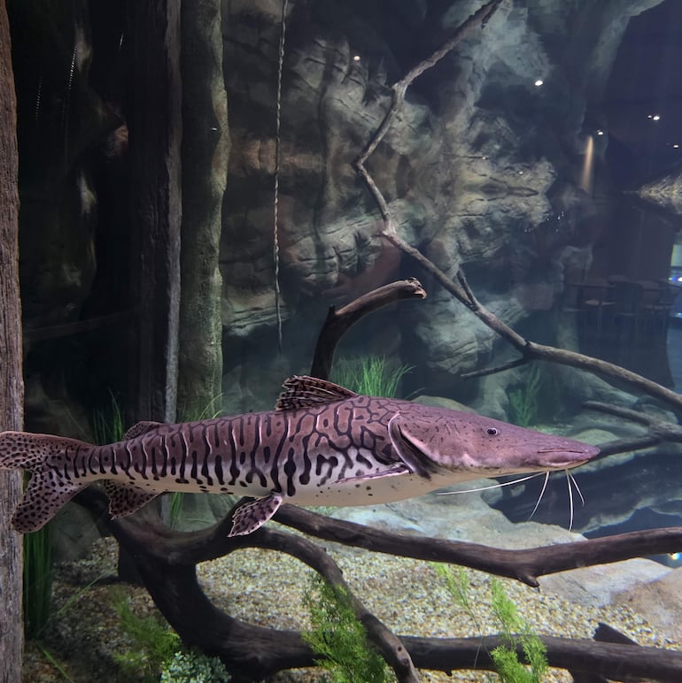 MARTA ESCURRA 29-12-2025 Acuario Aqua Foz en Brasil lugar de especies de agua de río y de mar. Proceso de investigacion de surubi del Iguazu tiburones rayas y otras especies REVISTA