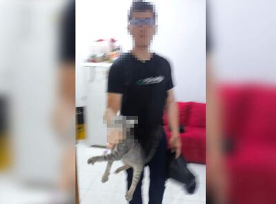 Denuncian a un joven por violencia familiar y por matar el gato de su expareja.