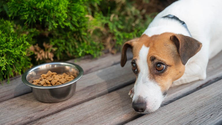 Si un perro deja de interesarse por la comida, se desorienta en paseos conocidos u olfatea sin encontrar nada, podría tener alterado su sentido más importante.