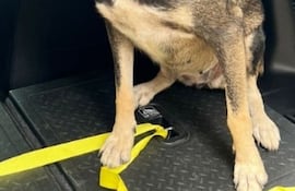 Esta perrita fue encontrada durante la noche del 20 de enero en la zona de Casa Rica sobre la avenida Molas López.