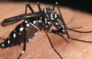 Las enfermedades tropicales desatendidas pueden prevenirse, controlarse y eliminarse.