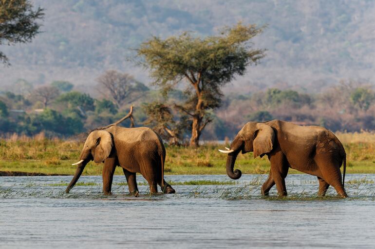Elefantes en el Lower Zambezi National Park - Zambia.