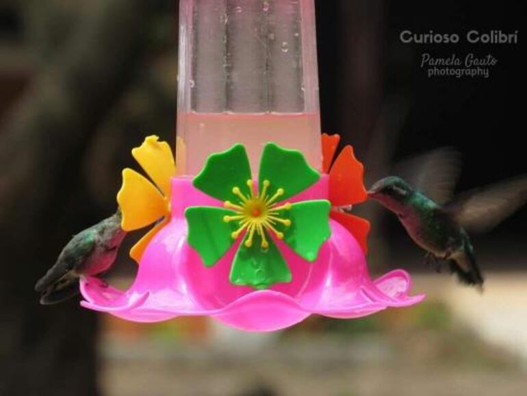 Uno de los bebederos colocados en la Facultad de Veterinaria.