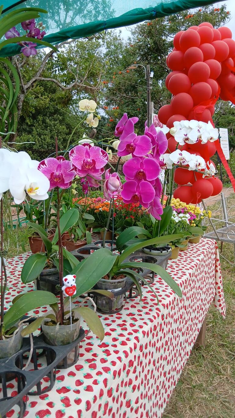 Una extensa colección de orquídeas espera a los visitantes, ideal para quienes aprecian la belleza de las flores.
