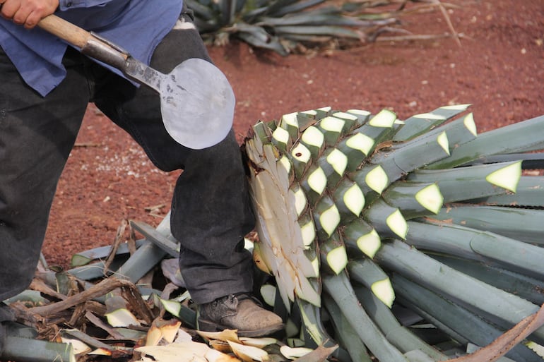 Agave azul, materia prima del Tequila.
