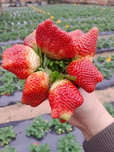 Las frutillas Dover son toda una atracción en Caacupé.