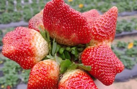 Las frutillas Dover son toda una atracción en Caacupé.