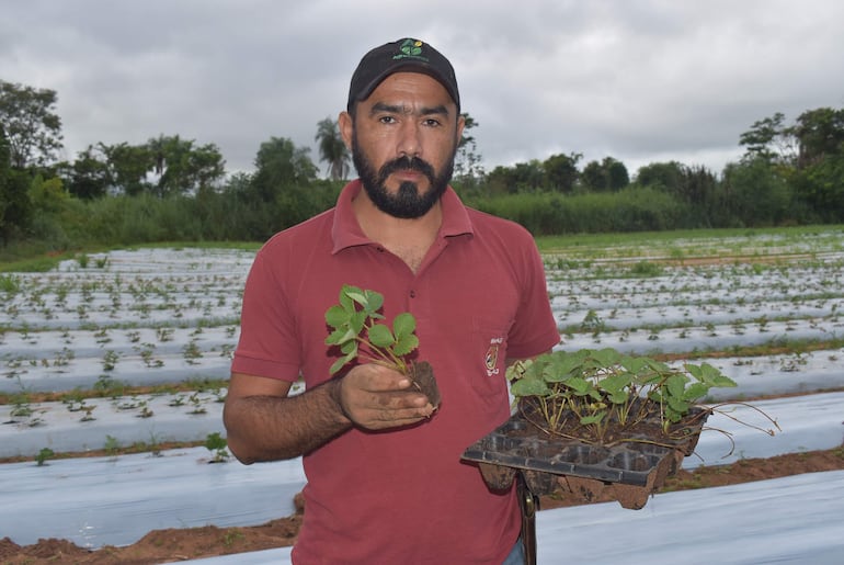 Hombre con barba sostiene una planta de fresa en su mano izquierda y bandeja con más plantas en la derecha, vestido con camiseta roja y gorra negra.