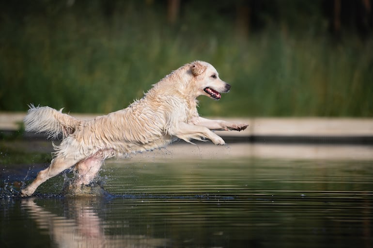 Un perro golden retriever activo salta en un lago.