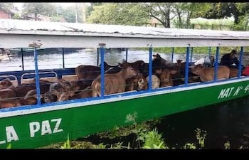 Inundaciones obliga a ganaderos a evacuar sus animales a lugares seguros.
