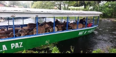 Inundaciones obliga a ganaderos a evacuar sus animales a lugares seguros.