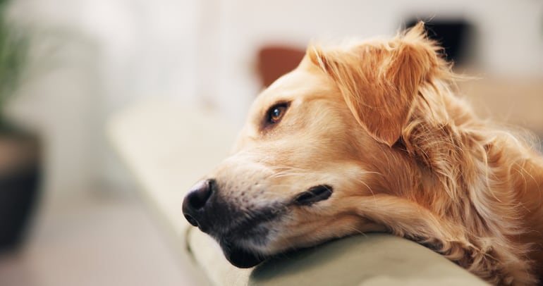 Perro cansado.