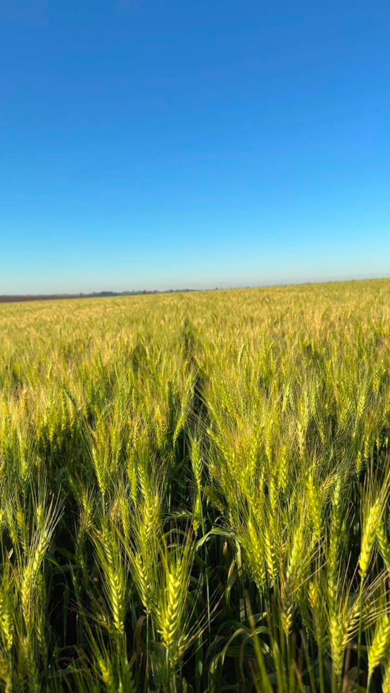 Extenso campo de trigo con espigas verdes iluminado por luz clara, bajo un cielo despejado y azul, sin personas visibles.