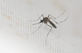 Un ejemplar de mosquito Aedes aegypti, transmisor de dengue y chikunguña.