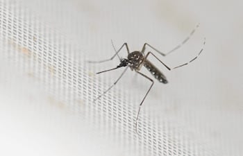 El PAI anunció la ampliación de la franja etaria para la vacunación contra el dengue (Photo by Luis ROBAYO / AFP)