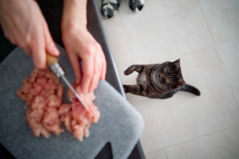 ¿Está bien dar carne cruda a mi gato?