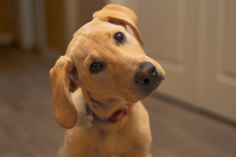 ¿Por qué los perros inclinan la cabeza cuando les hablás?