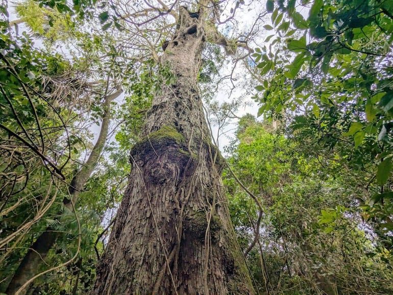 Árbol majestuoso en un bosque tropical, rodeado de abundante vegetación y luz natural.