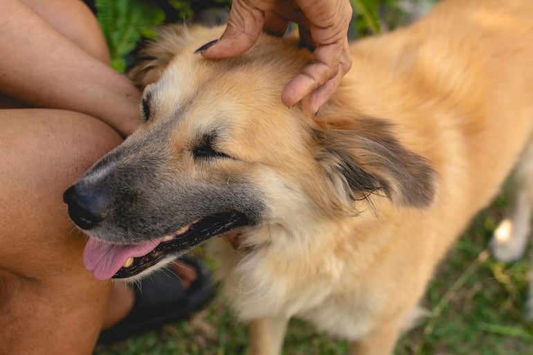 Un masaje puede relajar a tu perro o disparar dolor y estrés si se hace mal.