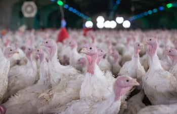 Pavos de plumaje blanco con cabezas rosadas se encuentran en una granja de aves bajo un techo alto con luces artificiales.