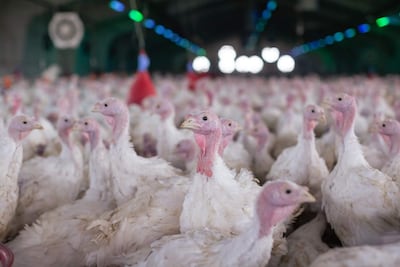 Pavos de plumaje blanco con cabezas rosadas se encuentran en una granja de aves bajo un techo alto con luces artificiales.