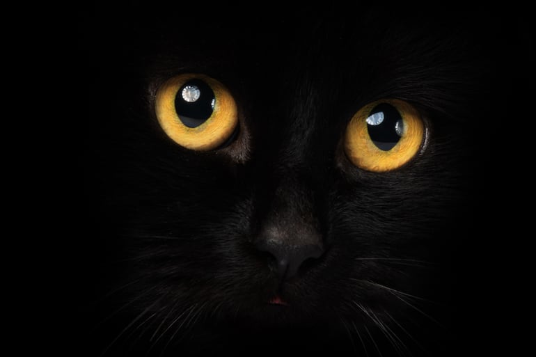 Los gatos no ven en oscuridad absoluta, pero aprovechan una luz mínima mucho mejor que las personas.