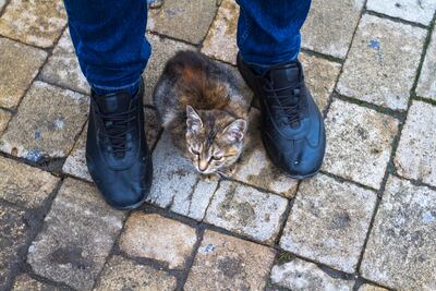 Si tu gato se cruza entre tus piernas al llegar a casa o mientras preparás su comida, suele estar buscando contacto, atención o seguridad.