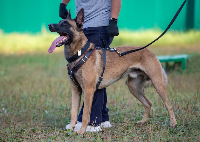 Pastor Belga Malinois.